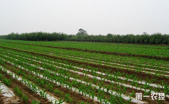 玉米怎么种植？玉米的地膜覆盖栽培技术要点