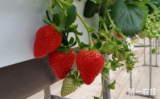 无土栽培草莓怎么养？优质草莓的立体无土栽培技术