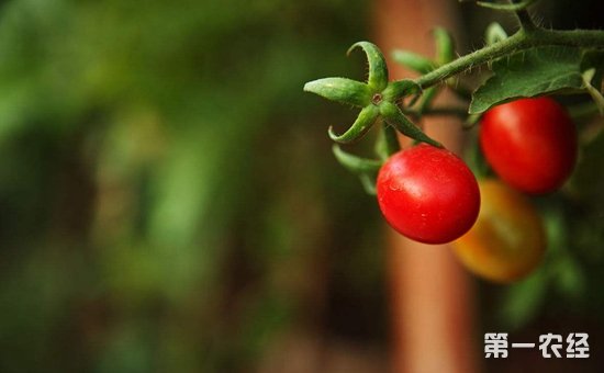 樱桃番茄种植怎么管理？樱桃番茄的田间管理技术要点