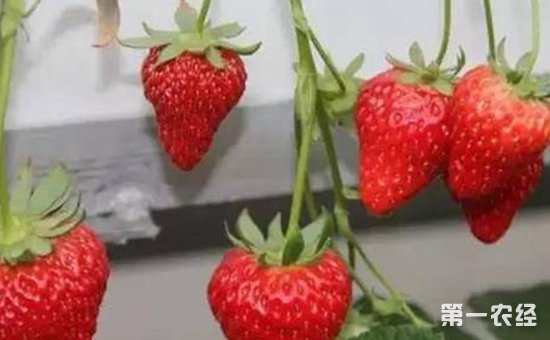 无土栽培草莓有几种模式？草莓种植常见的无土栽培模式