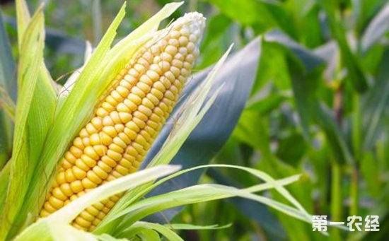 玉米种植怎么管理？玉米各个生长期的田间管理技术