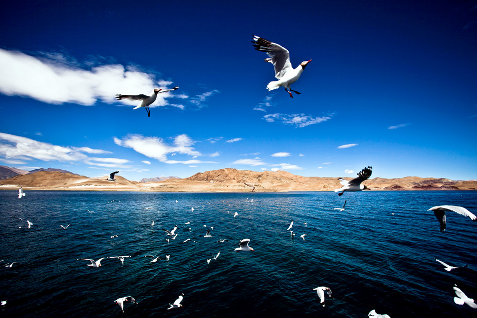 班公湖：鸟类的“天堂”